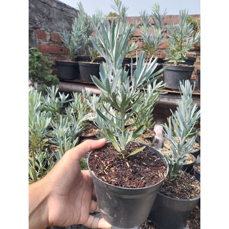 lohansung blue ice original BUKAN SAMBUNGAN