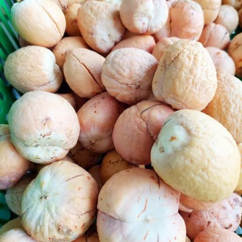 Biji Alpukat Aligator Siap Semai Satuan