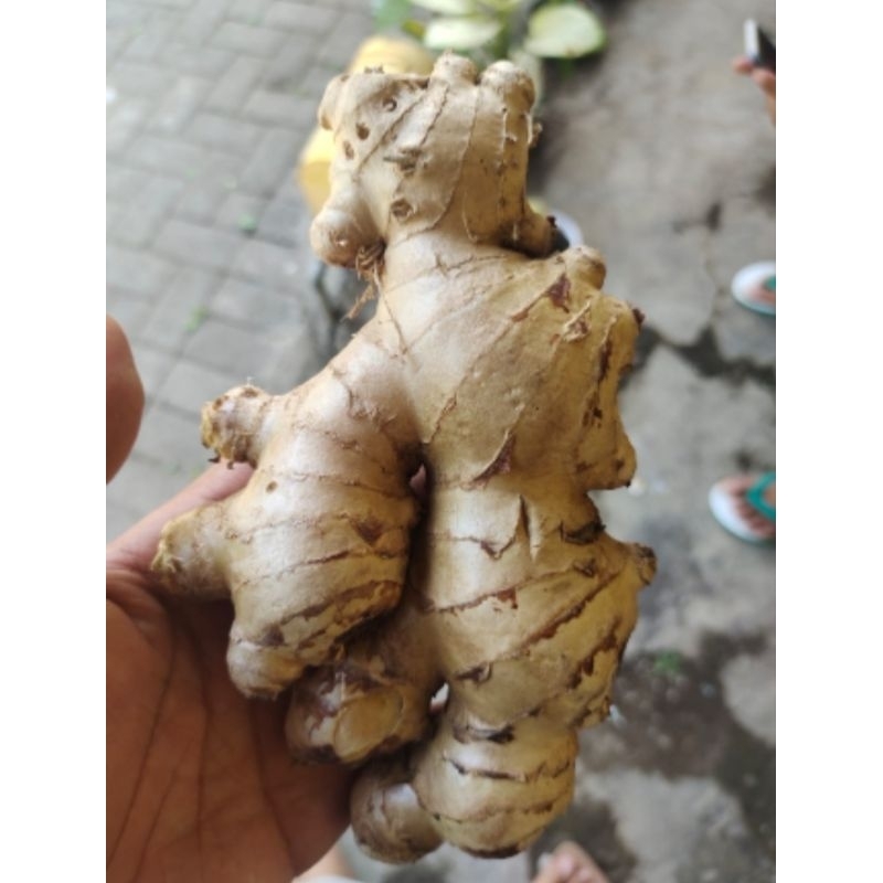 

JAHE KILOAN HASIL PANEN KEBUN MURAH MERIAH.