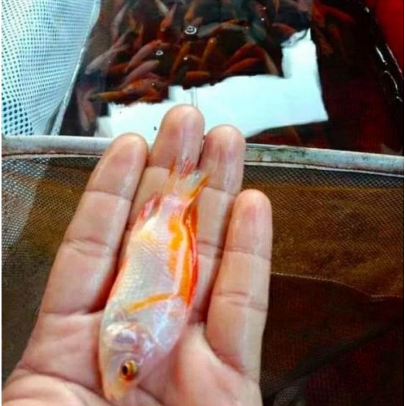 Bibit ikan nila