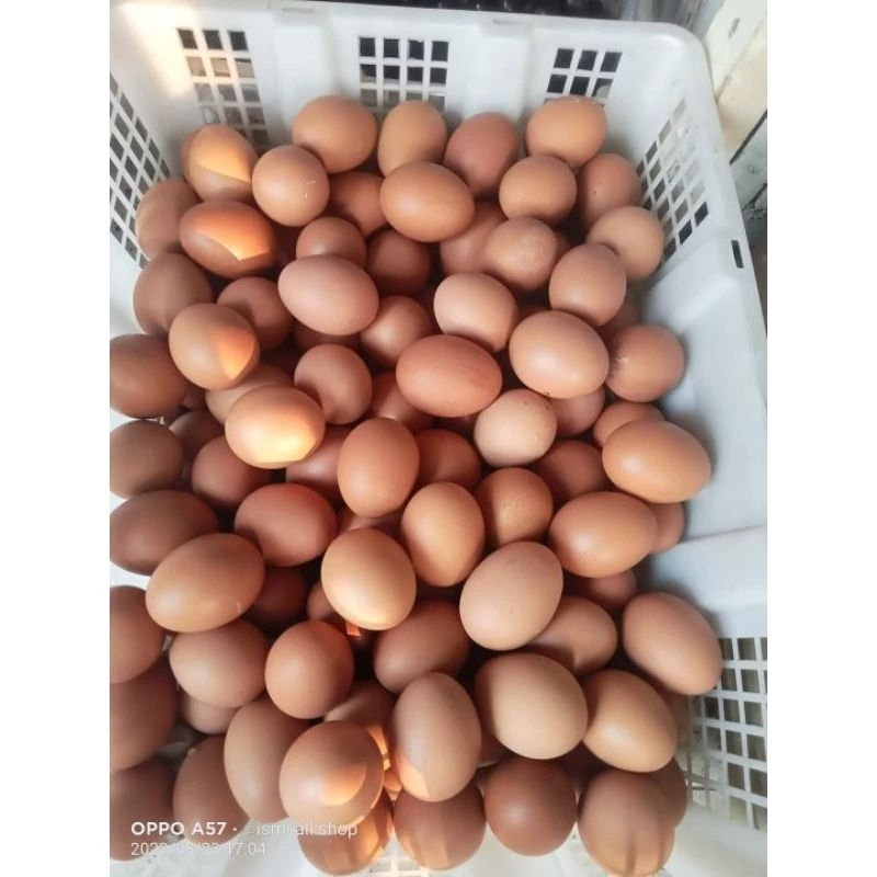 

telur 1 kg