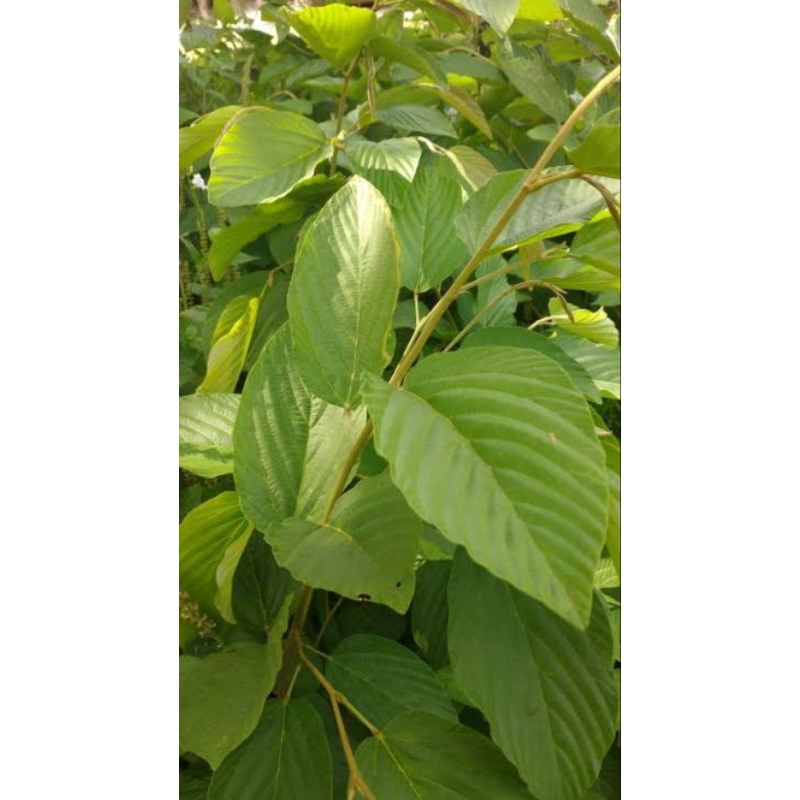 

Daun serigan asli berat 100g untuk obat herbal