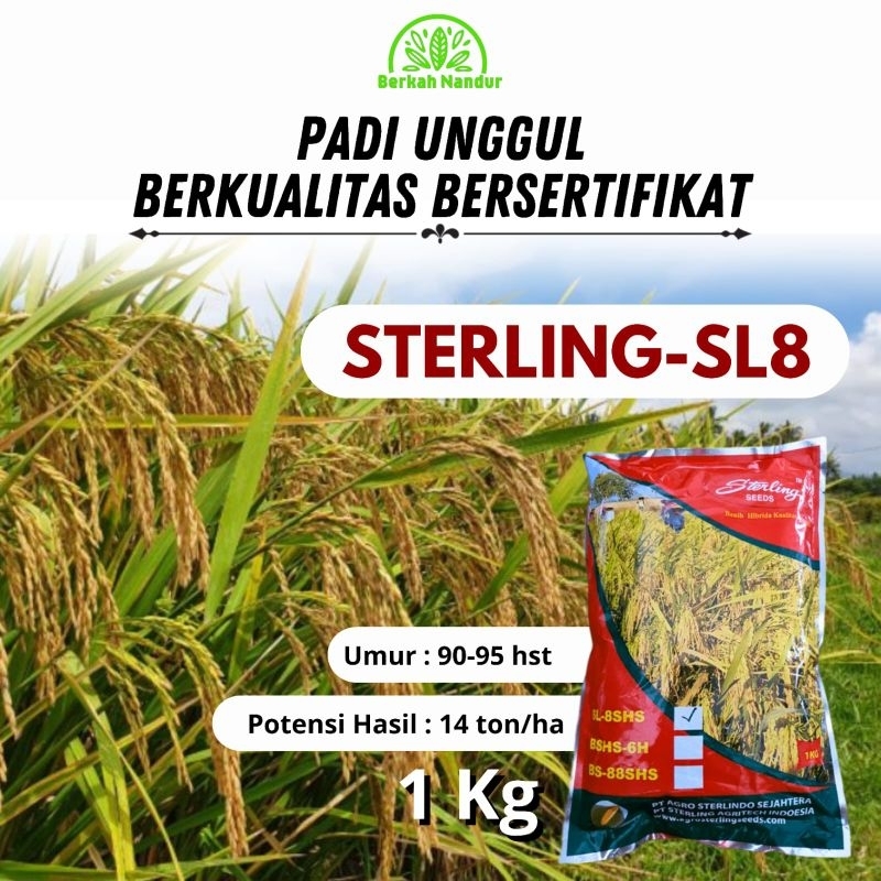 Benih Padi Hibrida Sterling SL8SHS SL 8