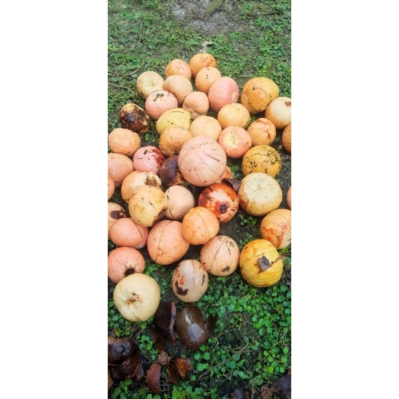 Biji Alpukat Lokal Siap Semai Satuan