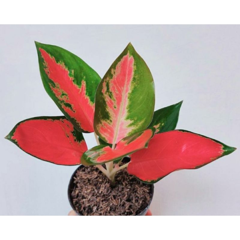 anakan aglonema red kochin