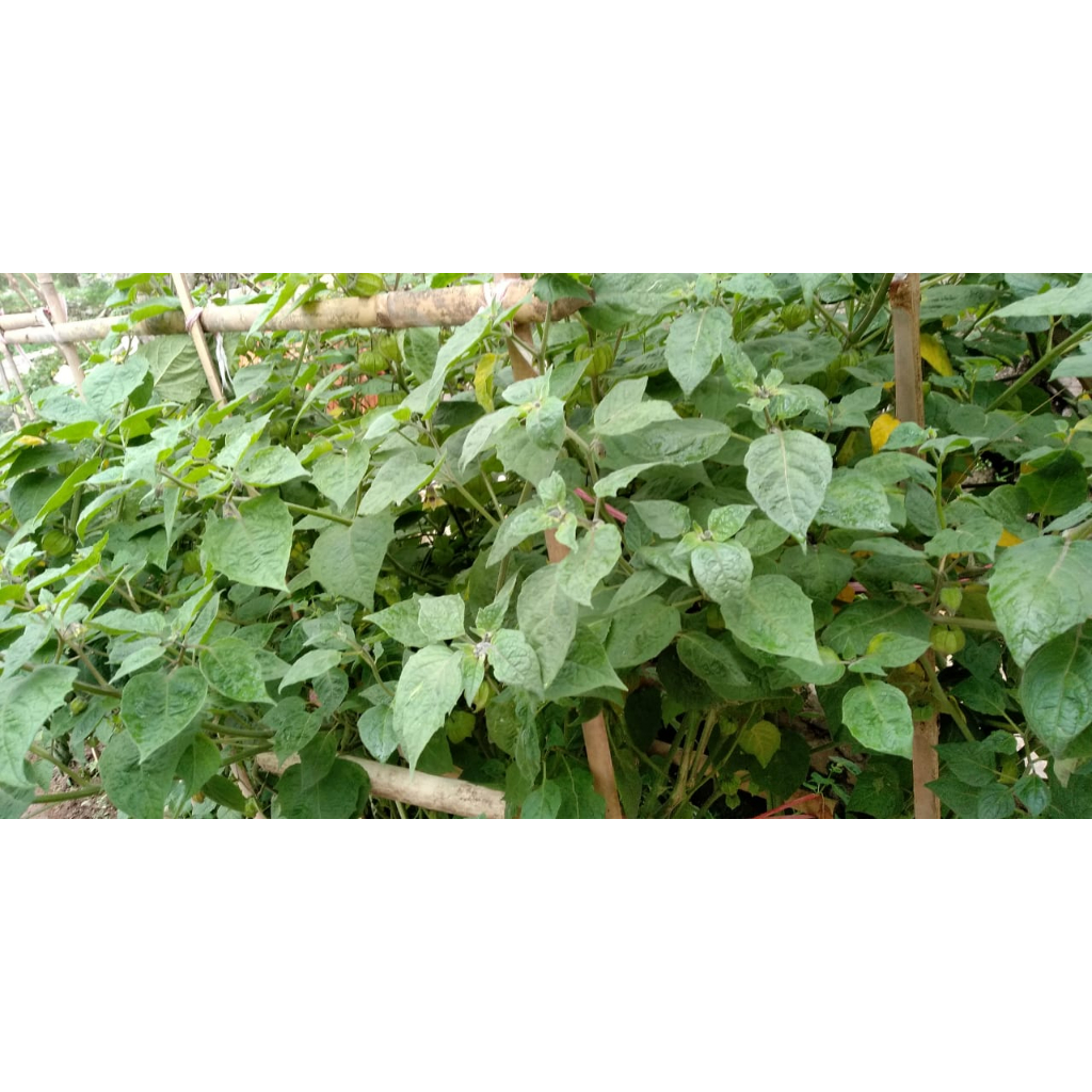 jual daun ciplukan 1kg fresh