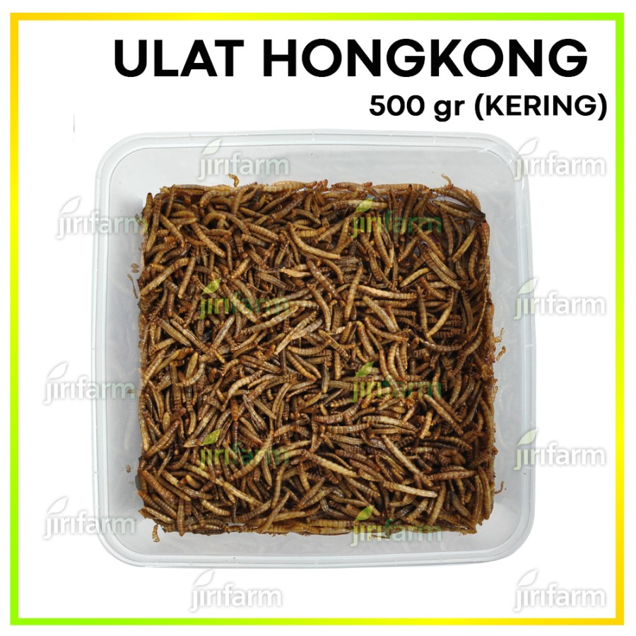 Ulat Hongkong Kering Dried Mealworm 500gr 1Kg Termurah