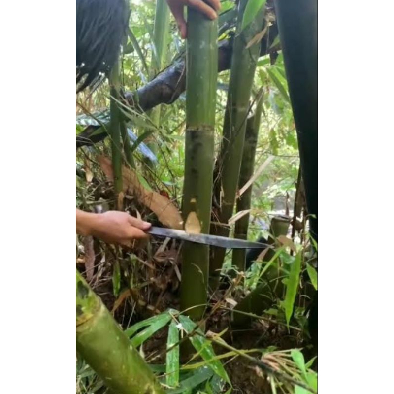 

HERBAL TRADISIONAL AIR BAMBU MURNI 330ml