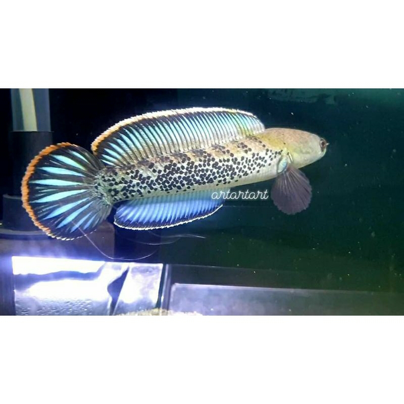 Channa STEWARTII full dot 10_11