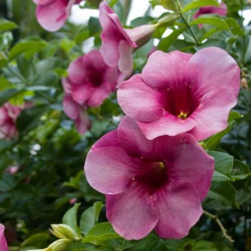 Tanaman Rambat Bunga Alamanda Ungu