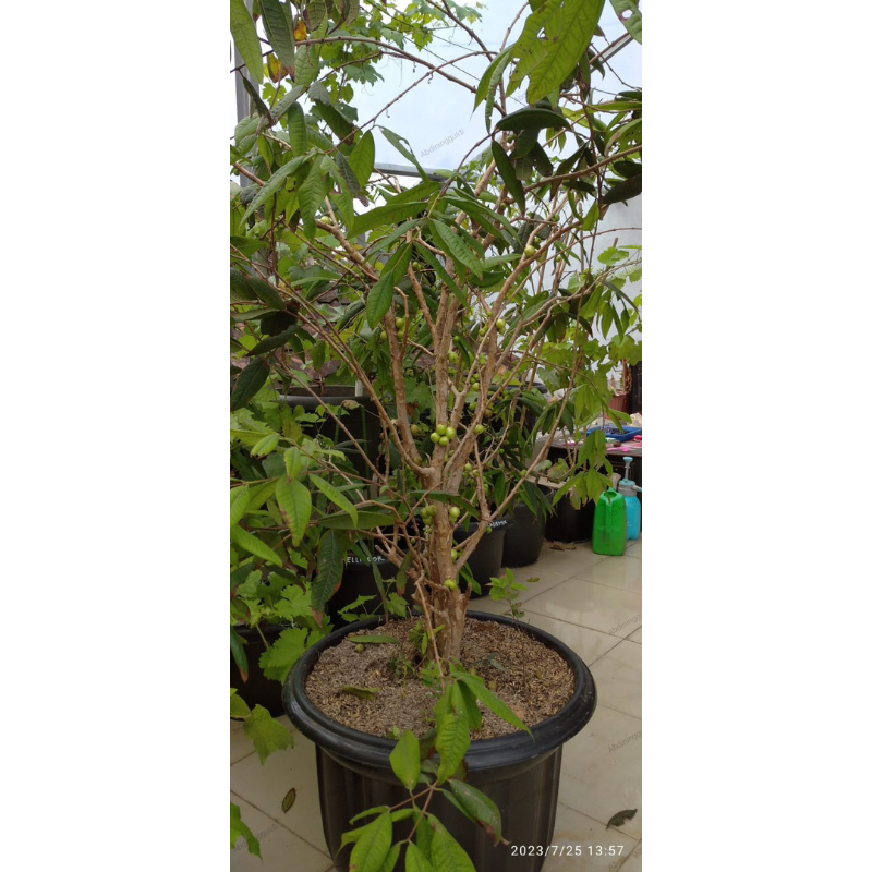 white jaboticaba (anggur pohon)