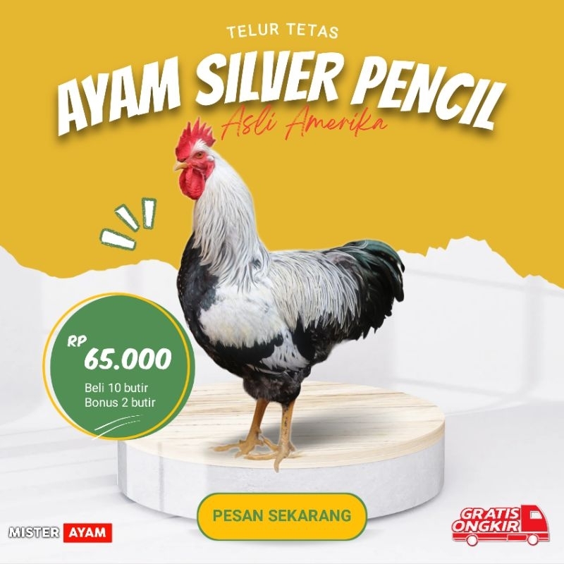 

TELUR AYAM SILVER PENCILED ROCK