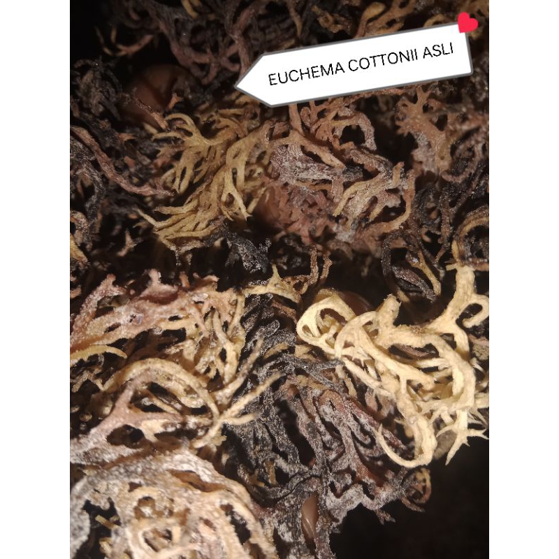 

RUMPUT LAUT KERING EUCHEMA COTTONII / KAPPAPHICUS ALVAREZII kemasan 1KG