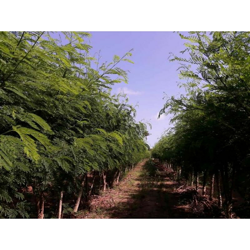 benih lamtoro taramba