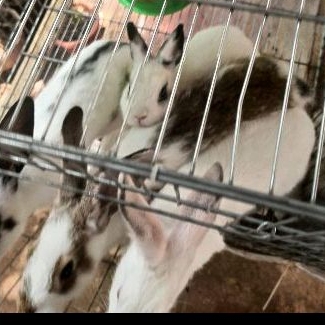 kotak kelinci nd krawang