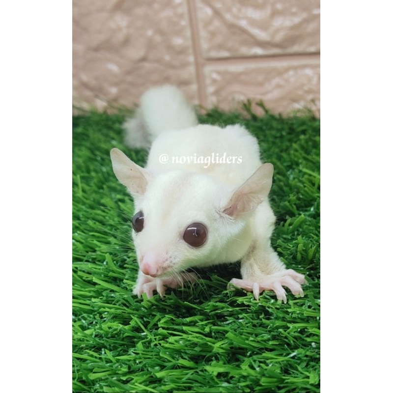 Sugar Glider Creamino