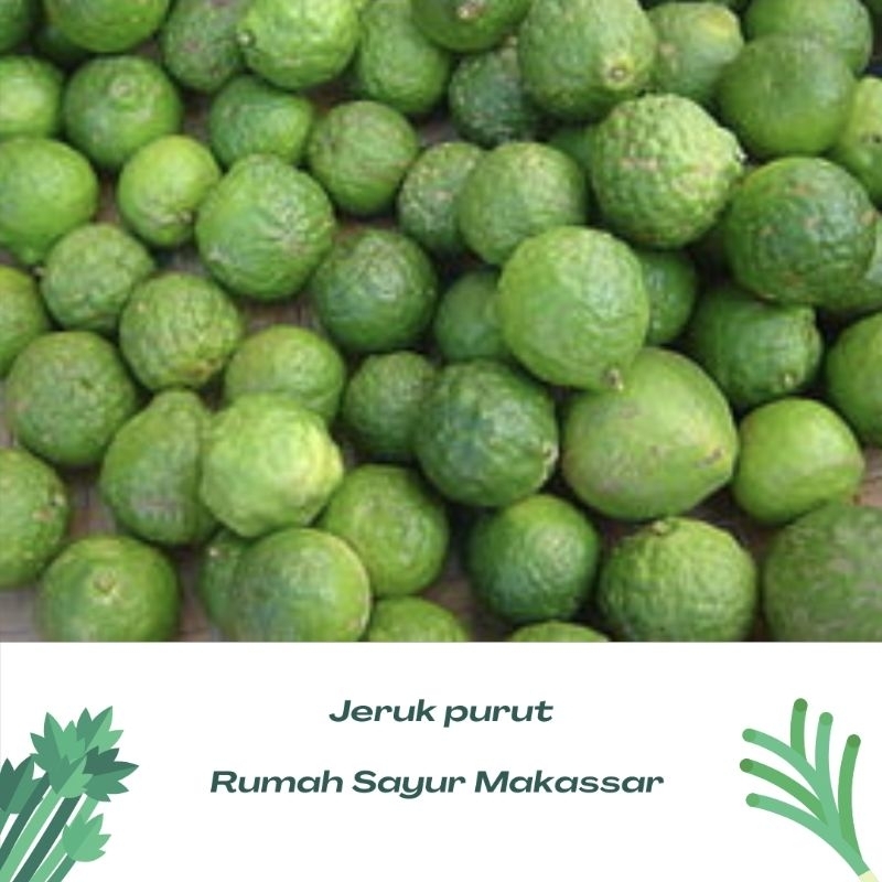 

jeruk purut perbiji