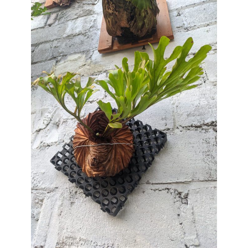 Platycerium Ridleyi Size M