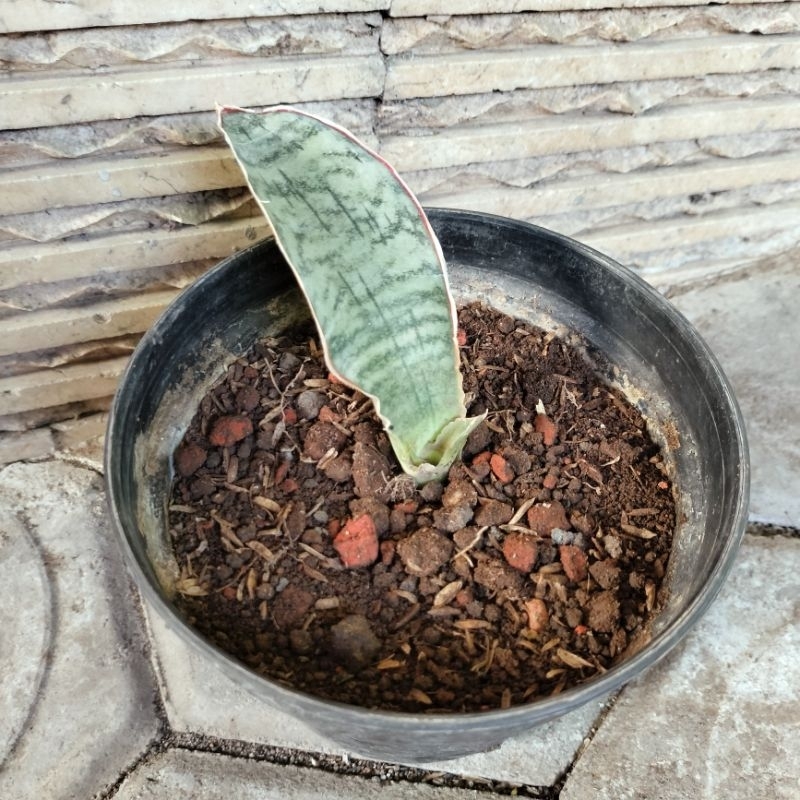 Sansevieria Silver Blue