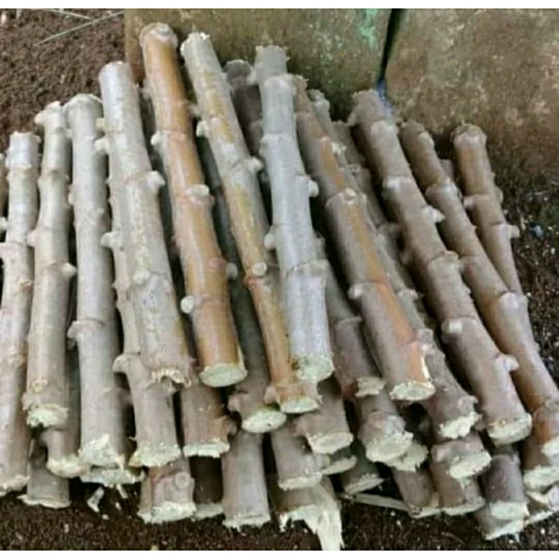 20 Bibit Batang Singkong / Bibit Daun Singkong