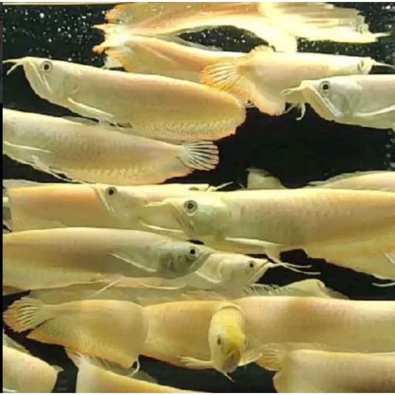 arwana silver albino (BANDUNG)