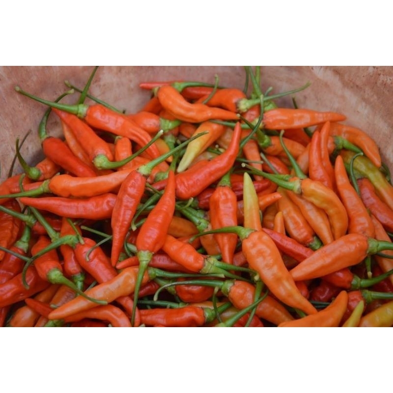 

Cabai Rawit Merah Pedas