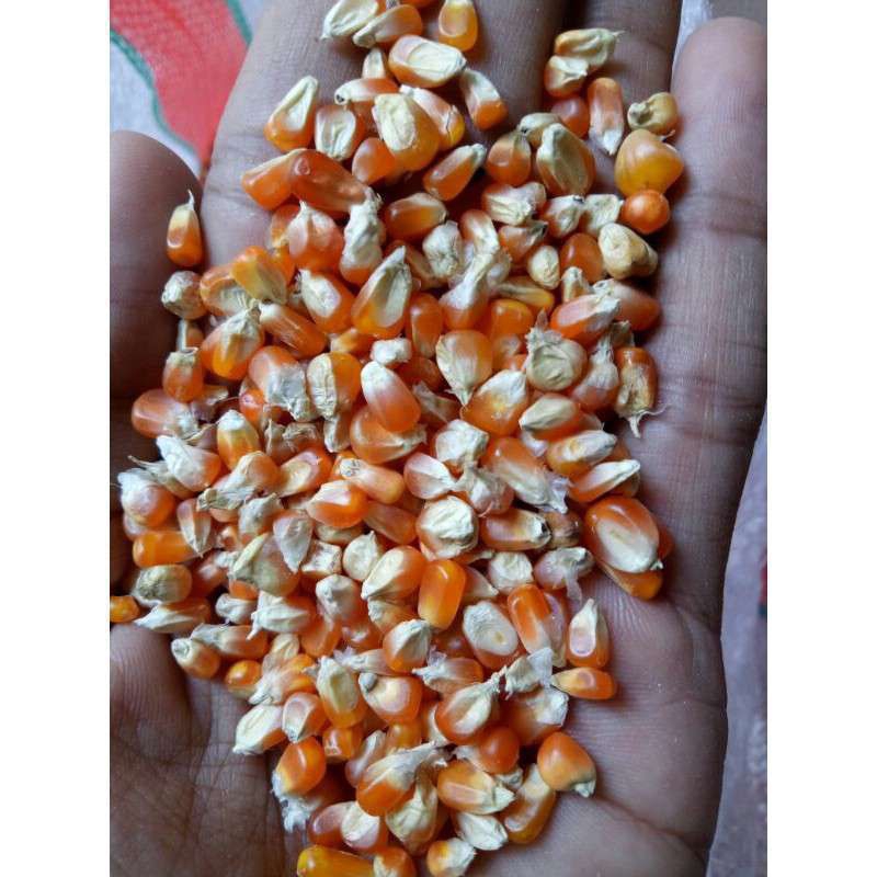 JAGUNG KRISTAL MERPATI / JAGUNG UNYIL LONJONG
