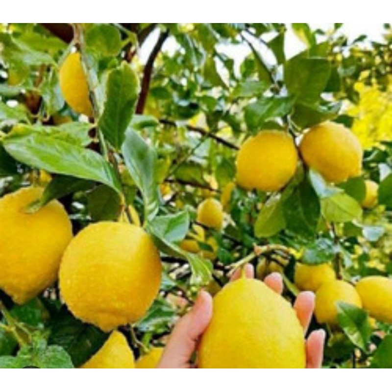 

Daun jeruk lemon organik berat 100g untuk bumbu dapur
