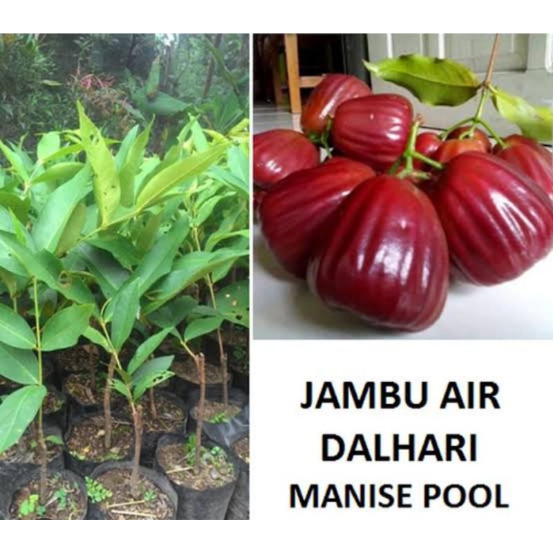 CANGKOKAN JAMBU AIR DALHARI