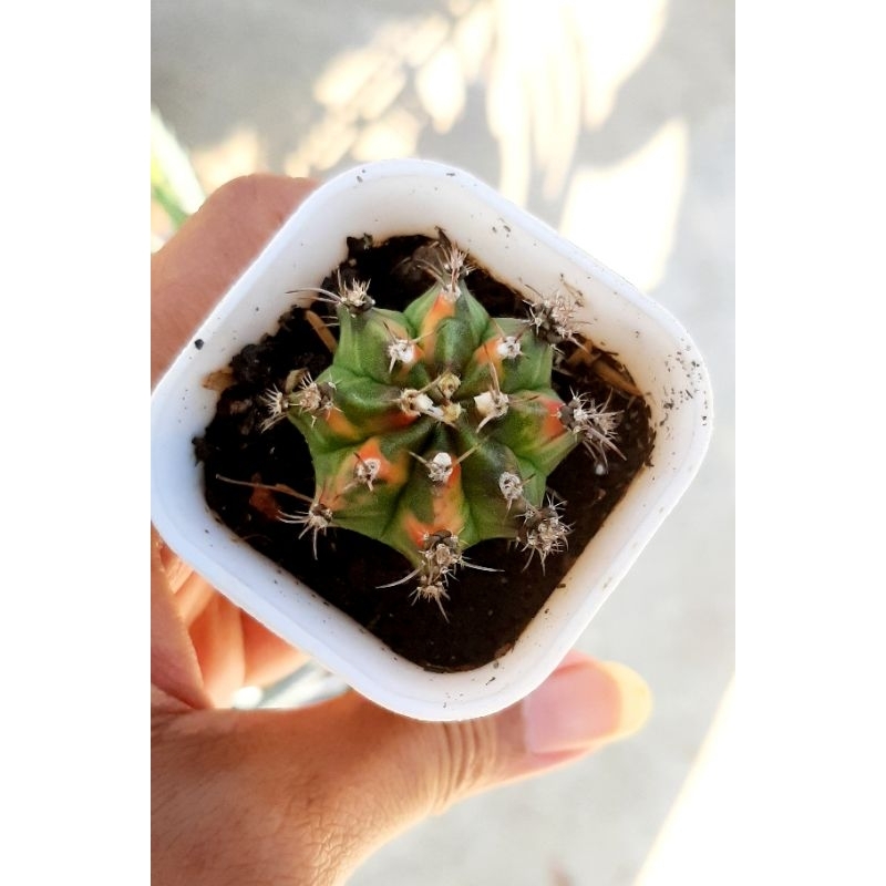 Kaktus Gymnocallycium Mihanovichii Thailand // Miha Thailand Hibrid size 3cm up