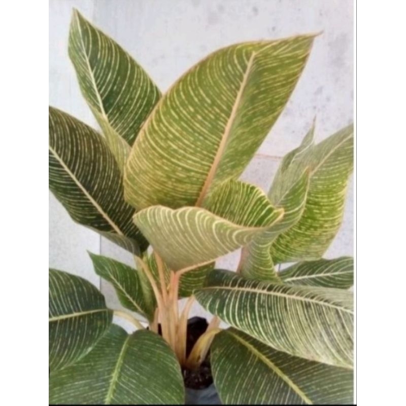 tanaman hias pisang golden / pisang varigata