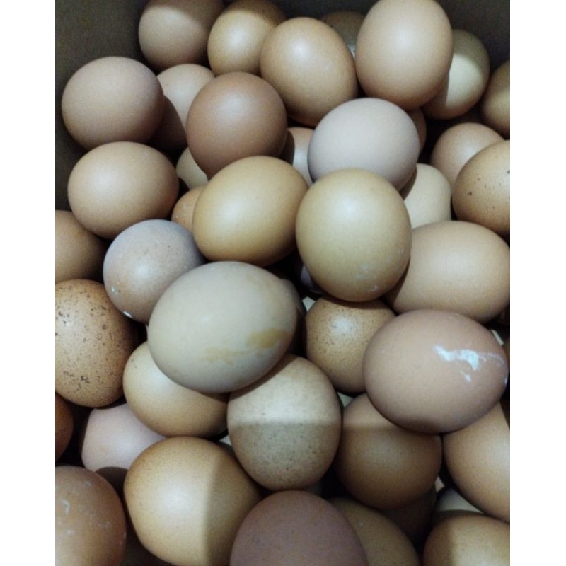 

Telur ayam Negri (Horn)