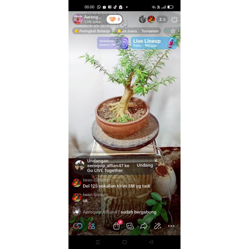 Bonsai anting putri prospek,mame mantep