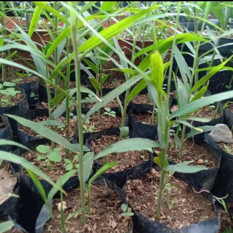 bibit jahe merah siap tanam