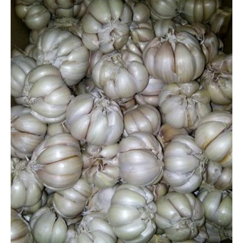 

bawang putih kating