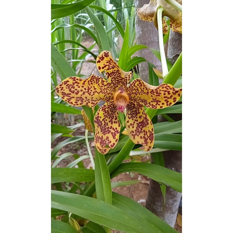 Anggrek Tebu Panjang Anggrek