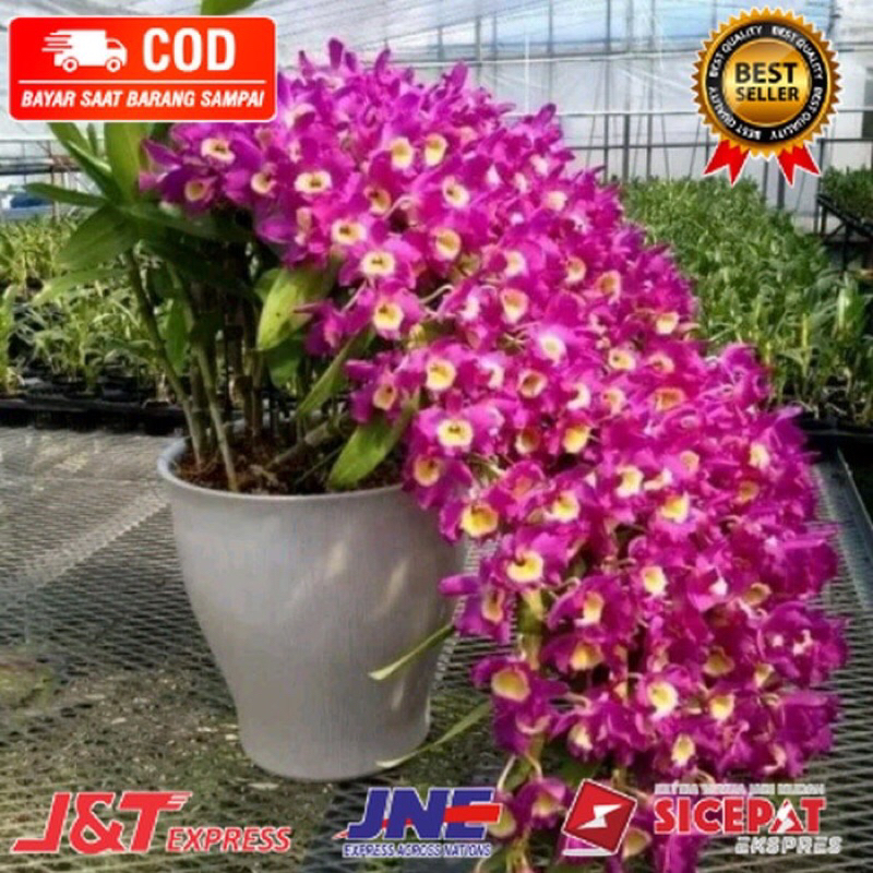 bunga anggrek dendrobium nobile dewasa