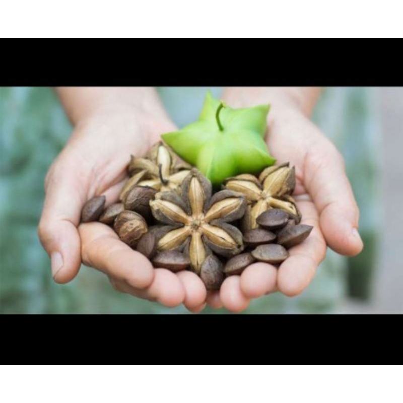 

Sacha Inchi rekomendasi 500 gram