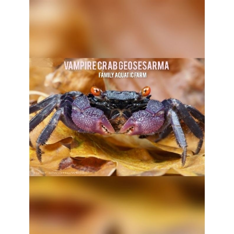 Kepiting vampire - vampire crab geosesarma - kepiting hias aquascape