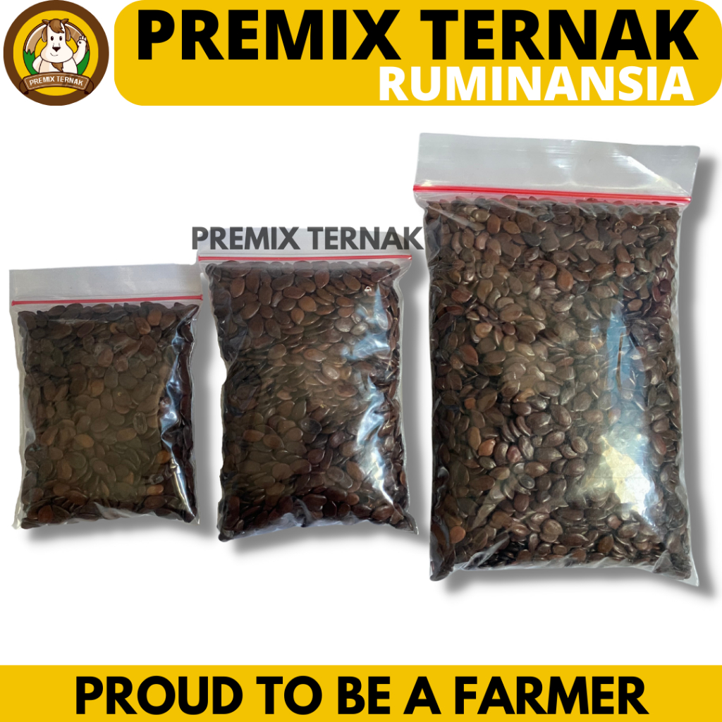 BIBIT LAMTORO TARAMBA Bibit Hijauan Pakan Ternak Nutrisi Tinggi