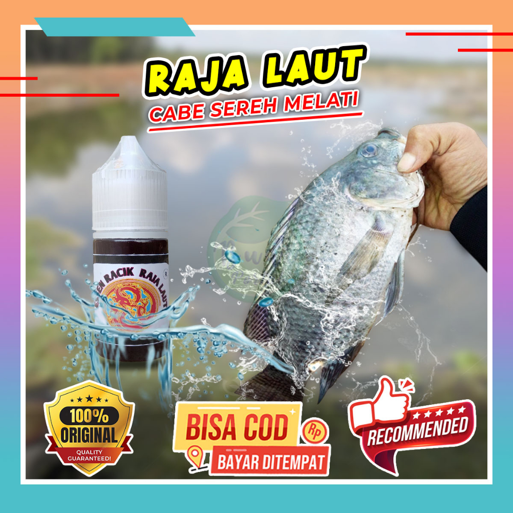 RAJA LAUT Essen Ikan Nila Media Lumut Cabe Melati Sereh Gacor Induk nila babon liar