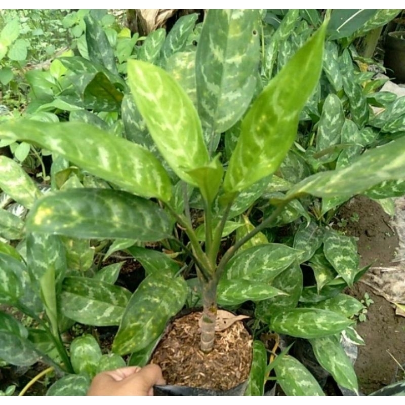 TANAMAN HIAS BUNGA SRI REJEKI