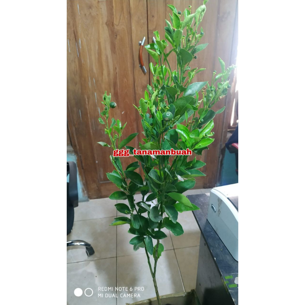 Bibit Jeruk Sonkit Sudah Berbuah