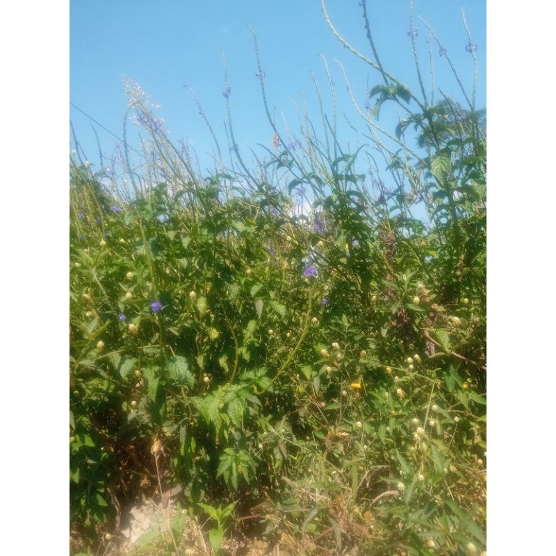 

daun sido goro/pecut kuda/ jarong 300g herbal organik