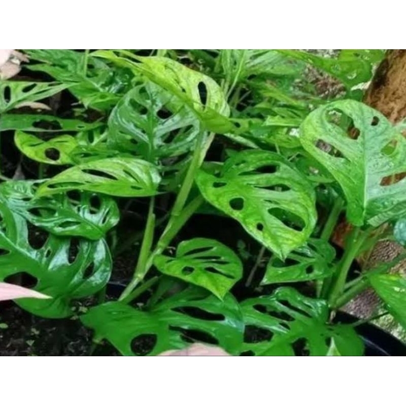 tanaman hias bibit janda bolong - pohon janda bolong