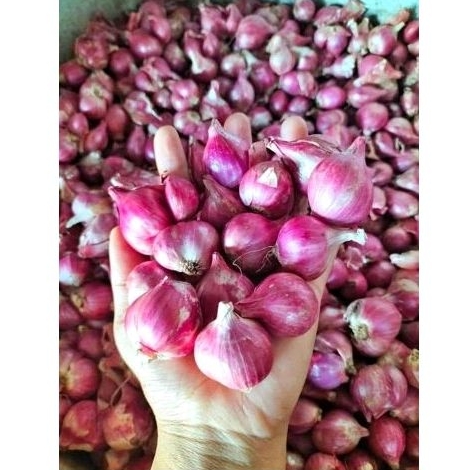 

Bawang merah SUPER Buesar besar, kecil juga ada Kiloan live diskon 50%