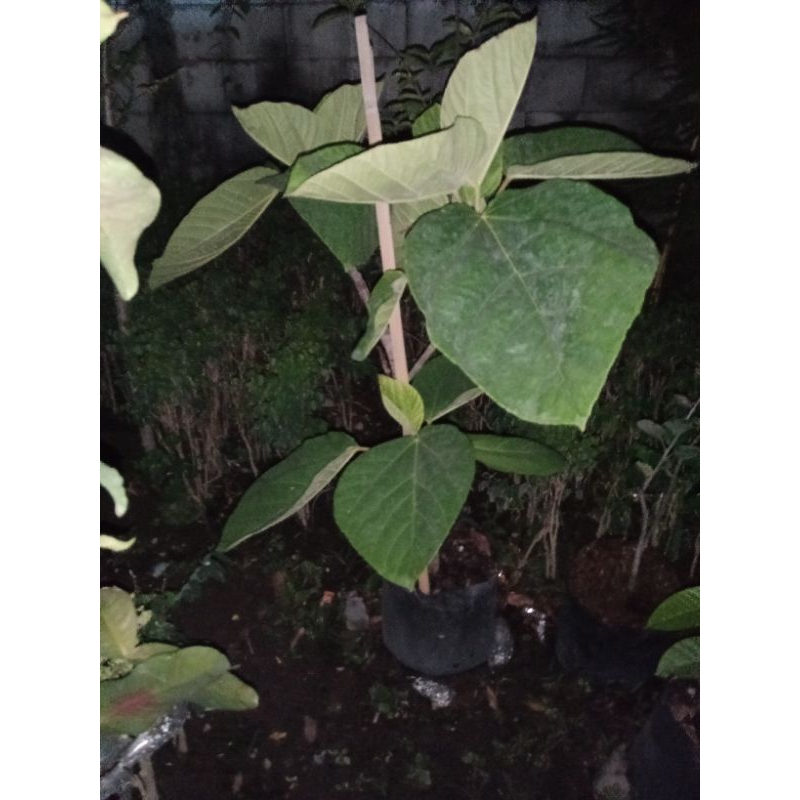 Bibit langka tin afrika buah super jumbo