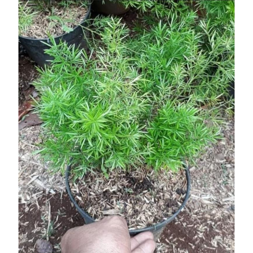 Tanaman Hias Asparagus Krisdoren pohon hidup