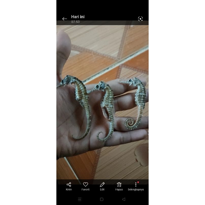 KL kuda laut kering per-ekor ukuran besar