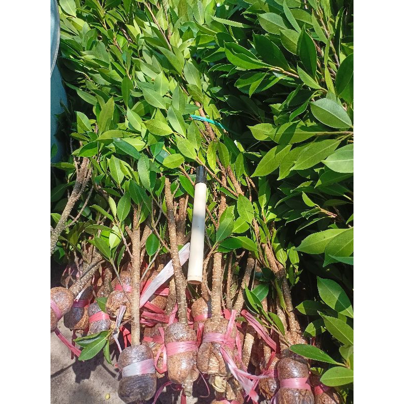 Bibit Kimeng Bahan Gabungan Small/The max Bibit Beringin Kimeng Bibit Bonsai Murah